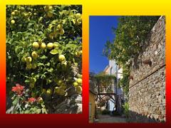 183 D25 BORMES LES MIMOSAS 3_000029